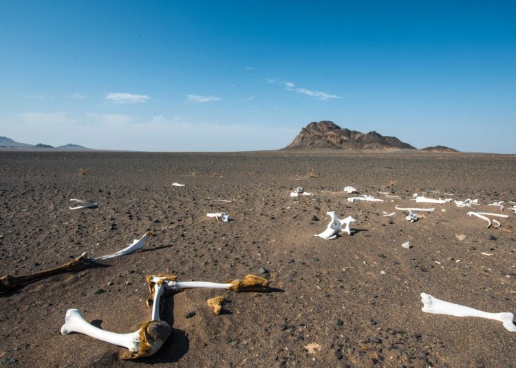 حافظه شتر در بیابان