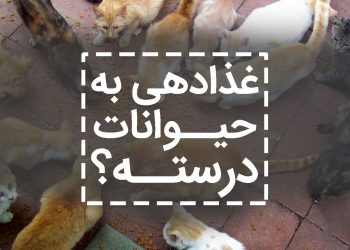 غذا رسانی به حیوانات