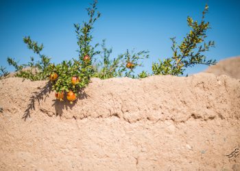 همکاری در بخش مقالات سایت