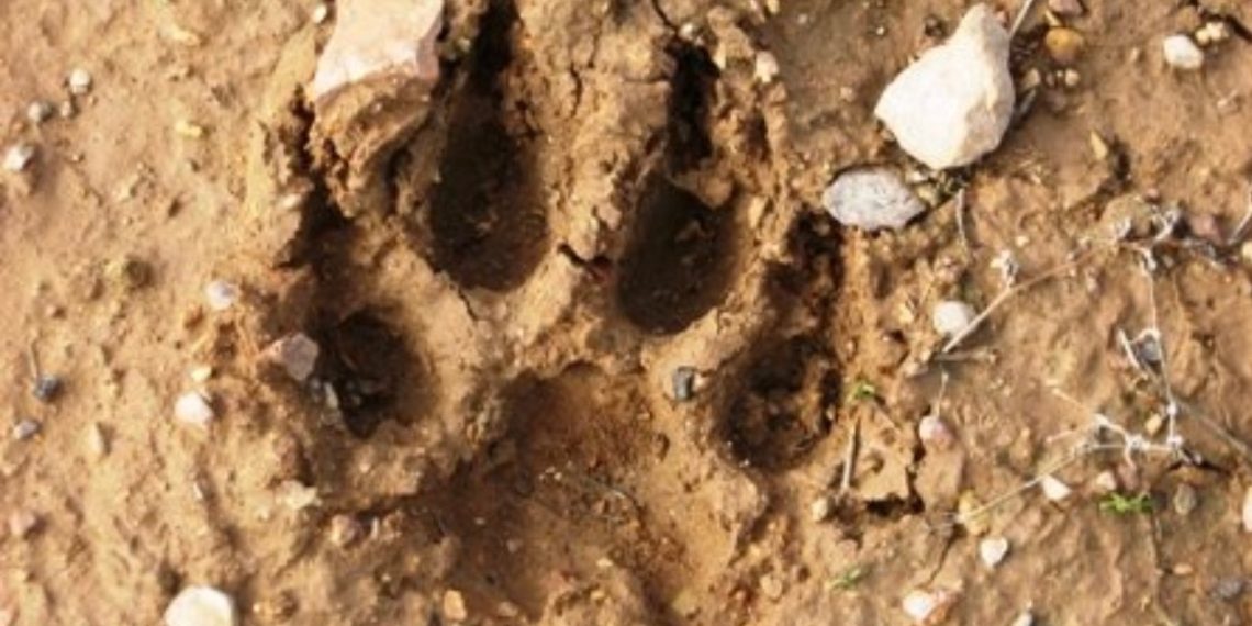 نمایه حیوانات و آثار جانوران