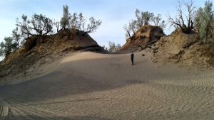 FF جنگل نبکای فهرج