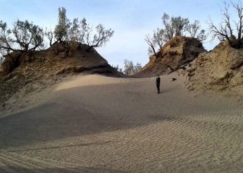 جنگل نبکای فهرج / نبکا گلدان بیابانی