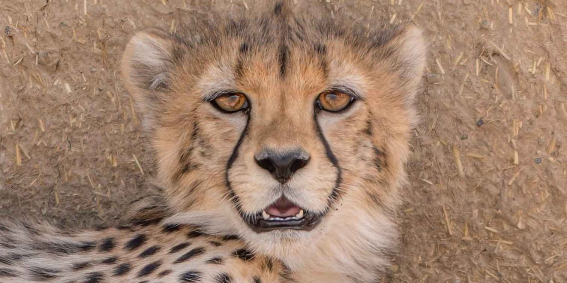 Cheeta روز ملی یوزپلنگ ایرانی