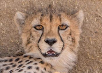 روز ملی یوزپلنگ ایرانی