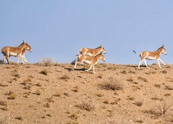 زیست‌ کره کویر