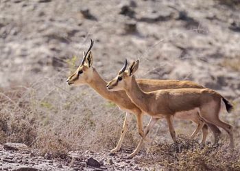 زیست‌ کره توران