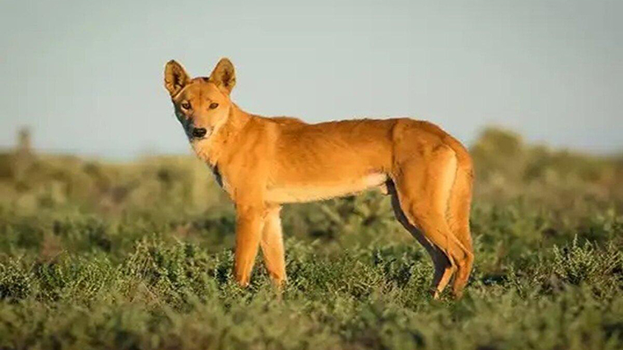 Dog Ja1 سگ توره