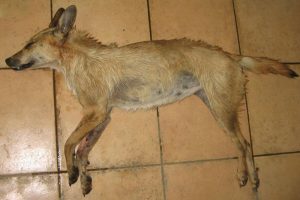 Dog Ja2 سگ توره