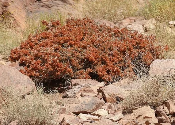 گیاه کاروان‌ کش
