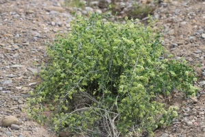 گیاه کاروان کش