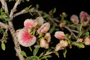 گیاه کاروان کش