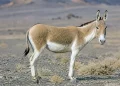 گور ایرانی