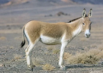 گور ایرانی