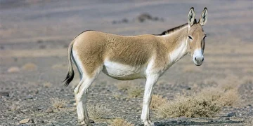 گور ایرانی