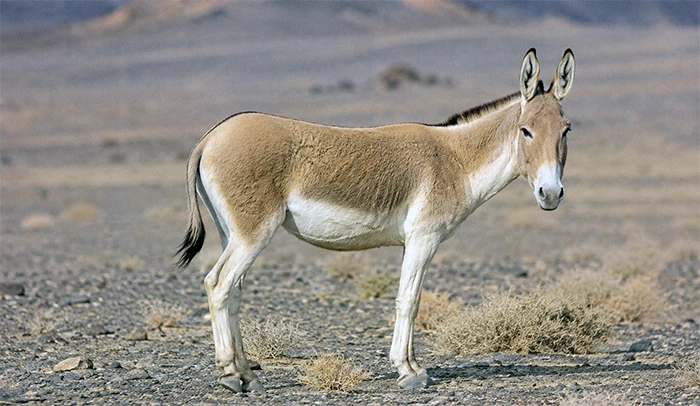 Ghor گور ایرانی