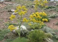 Han1 انغوزه هنگو