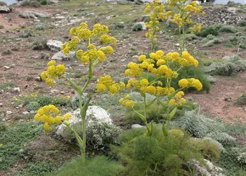 انغوزه هنگو
