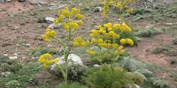 انغوزه هنگو