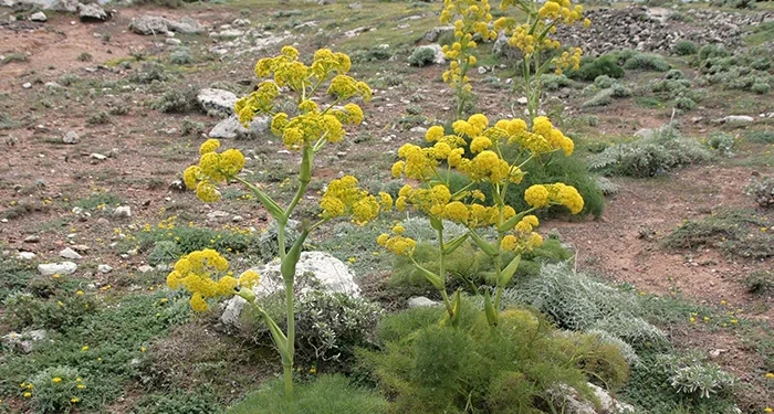 انغوزه هنگو