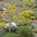 انغوزه هنگو