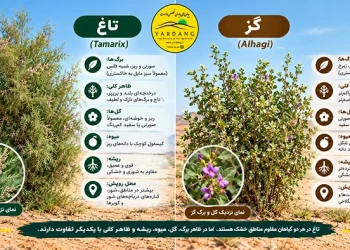 تفاوت درخت گز و تاغ