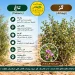 تفاوت درخت گز و تاغ