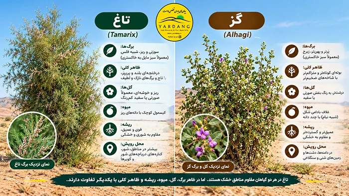 Gaz Tag تفاوت درخت گز و تاغ