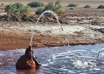 چشمه شتری