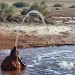 Spring C چشمه شتری